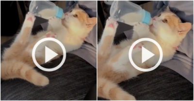 Video: Mèo ôm bình sữa bú như em bé