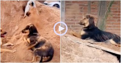 Video: Chú chó cam chịu khi bị bạn bới đất vào mặt