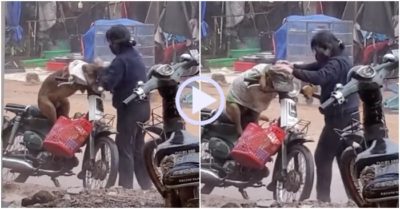 Video: Cô chủ đội mưa bảo vệ chó cưng khỏi ướt