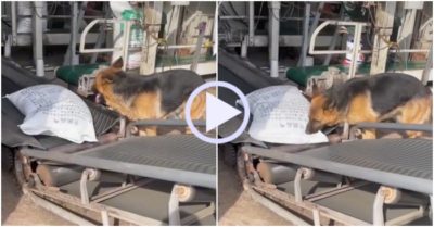 Video: Chó cưng cật lực làm việc theo dây chuyền