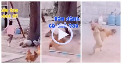 Video: Gà trống bị cún con đánh tơi bời vì bắt nạt cô chủ