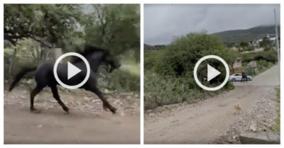 Video: Tài xế ôtô méo mặt vì bị ‘siêu xe Ferrari’ tông trúng