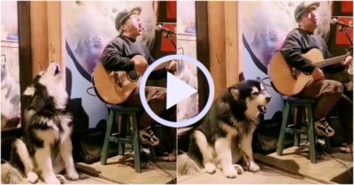 Video: Chó cưng ngồi hát song ca cùng chủ