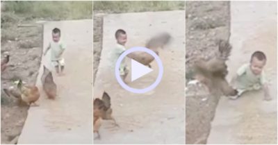 Video: Dùng một tay bắt gà em bé ngã liêu xiêu