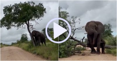 Video: Voi quật đổ cây chắn đường để gãi ngứa