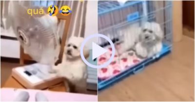 Video: Cún cưng ngang nhiên giành quạt với chủ