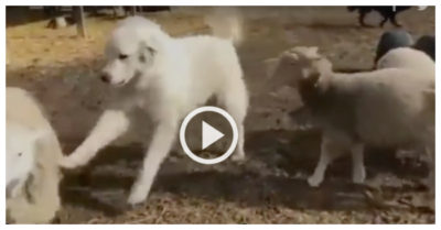 Video: Chó can ngăn cuộc chiến giữa hai con cừu