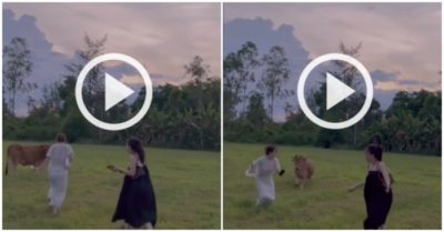 Video: Lỡ làm bò giận, 2 thiếu nữ vắt chân chạy không kịp