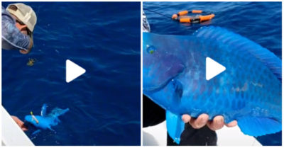 Video: Cần thủ kéo lên con vật kỳ lạ da xanh óng ánh như ngọc