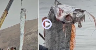 Video: Cận cảnh cá khủng dài 5m phải dùng cần cẩu đưa vào bờ
