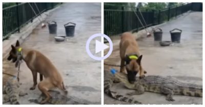 Video: Cún cưng cưỡi lên đầu trêu ngươi cá sấu