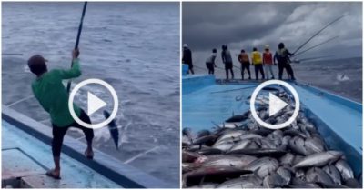 Clip: Ngư dân mỏi tay “nhặt” cá ngừ trên biển