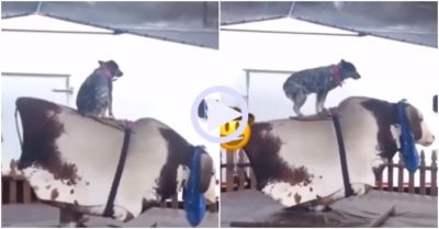 Video: Chú chó trổ tài cưỡi bò tót điêu luyện