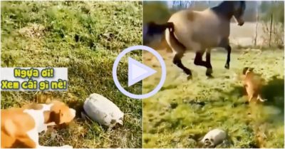 Clip: Ngựa và chó hú hồn khi rùa tỉnh giấc