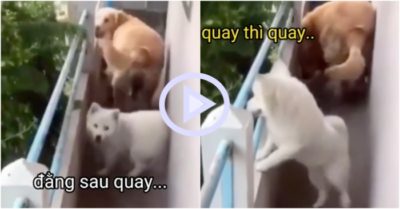Clip: Chú chó mải không quay đầu vì vòng eo quá khổ