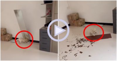 Clip: Chú chó hoảng hồn khi làm vỡ nát tấm gương