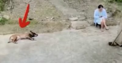 Chó cưng giải cứu cô gái thoát nạn