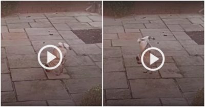 Clip: Cún cưng ‘trồng cây chuối’ đỉnh cao