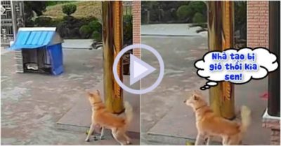 Clip: Chú chó ngơ ngác khi thấy gió “trộm” mất nhà