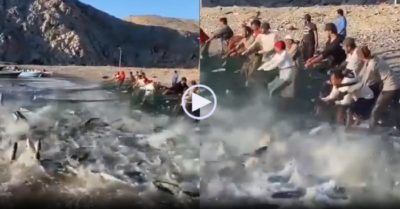 Video: Dân làng sung sướng dùng hết sức kéo hàng nghìn con cá đang vùng vẫy