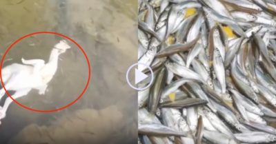 Clip: Cả nhà thu được mẻ cá khi vặt lông gà dưới ao