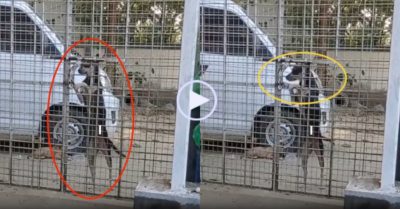Video: Chó thành thạo mở chốt cổng rồi dẫn đàn con vào nhà