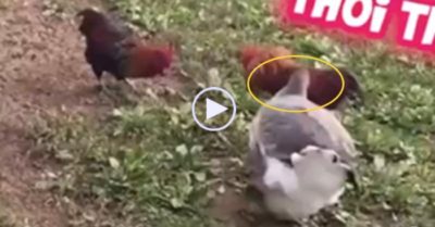 Clip: Ngỗng can ngăn thần kê đại chiến