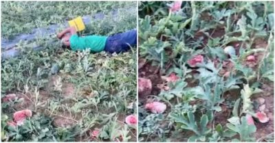 Cụ ông khóc ròng trước ruộng dưa sắp thu hoạch bị kẻ gian đập vỡ
