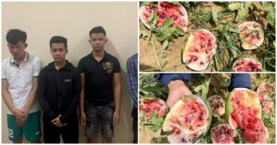 Bắt 5 thanh niên phá nát ruộng dưa hấu của cụ ông