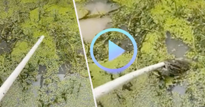 Video: Không cần mồi, vẫn câu được cá khủng bằng… gậy