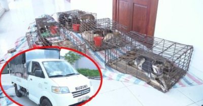 Tin tức tối 23/7: Hàng chục người gặp nạn vì ổ gà trên quốc lộ 1; Chủ cửa hàng mua bán chó cầm đầu đường dây ‘siêu’ trộm chó