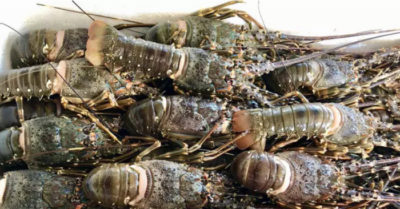 Trung Quốc khan hiếm thuỷ sản, nhập tôm hùm Việt Nam tăng gấp gần 30 lần