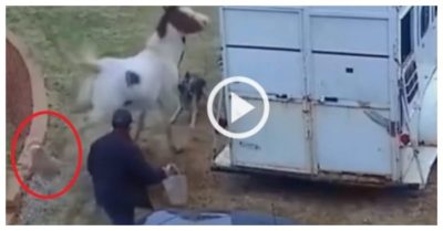 Video: Gây sự với ngựa, chú chó bị đá bay vài mét