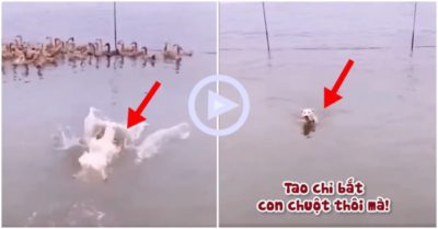 Clip: Đàn vịt chạy tán loạn vì tưởng chó rượt bắt mình
