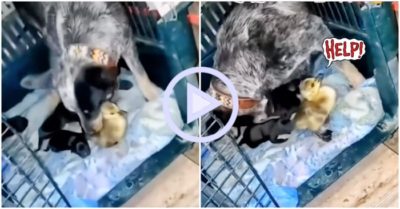 Clip: Chó mẹ bắt cóc vịt con về nuôi