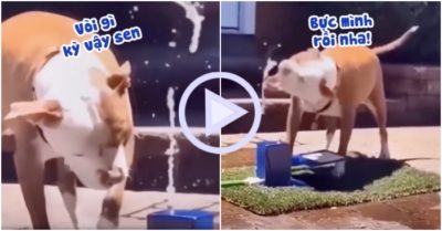 Clip: Chú chó nổi quạu vì hứng mãi không được giọt nước