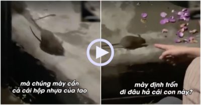 Video: Chuột đứng im nghe chủ nhà kể tội