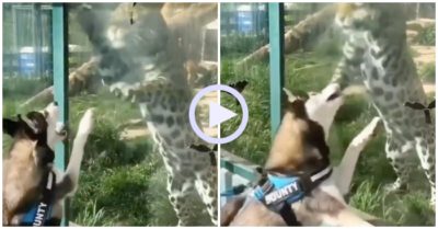 Video: Husky hỗn chiến bằng miệng với báo đốm qua tấm kính