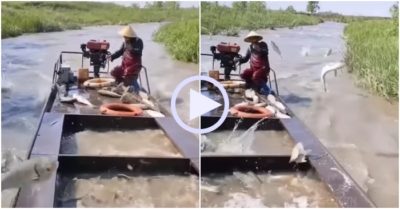 Video: Đàn cá đua nhau nhảy lên thuyền ngư dân
