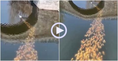Video dễ thương: Cả đàn cá koi bơi theo vịt