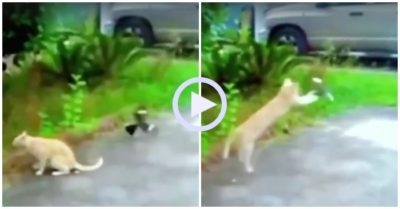 Video: Chim trả giá vì trêu mèo