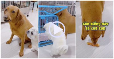Video: Chú chó ham ăn bị bạn đánh lừa