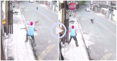 Video: Chú chó được chàng trai giải cứu khi bị pitbull rượt đuổi
