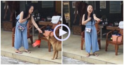 Video: Chú chó chê cây xúc xích vì cô gái lỡ cắn 1 miếng