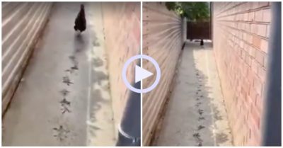 Video: Gà trống đi nát đường bê tông mới đổ