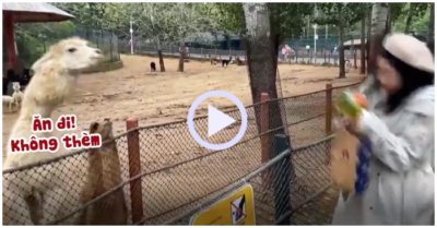 Video: Lạc đà phẫn nộ phun nước bọt vào du khách