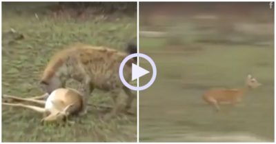 Video: Linh dương giả chết chạy thoát thân khỏi hai kẻ săn mồi khét tiếng