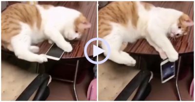 Video: Mèo cưng nhanh tay chụp điện thoại rơi từ trên bàn