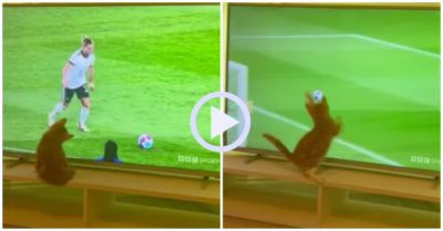 Video: Mèo cản phá cú sút phạt trong tivi