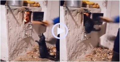 Video: Mèo cưng bay vào bếp lửa được chủ cứu sống